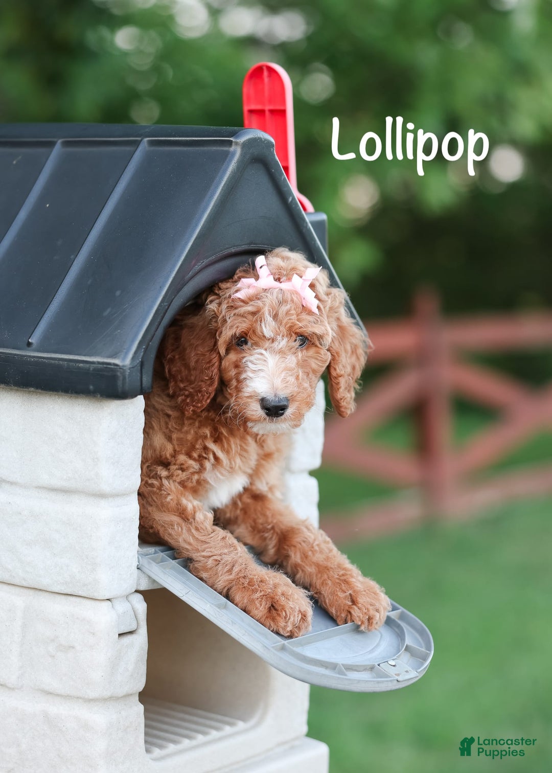 Standard Poodle dogs for sale: Lollipop - Image 4