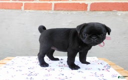 Pug dogs for sale: Pacifica - Image 8