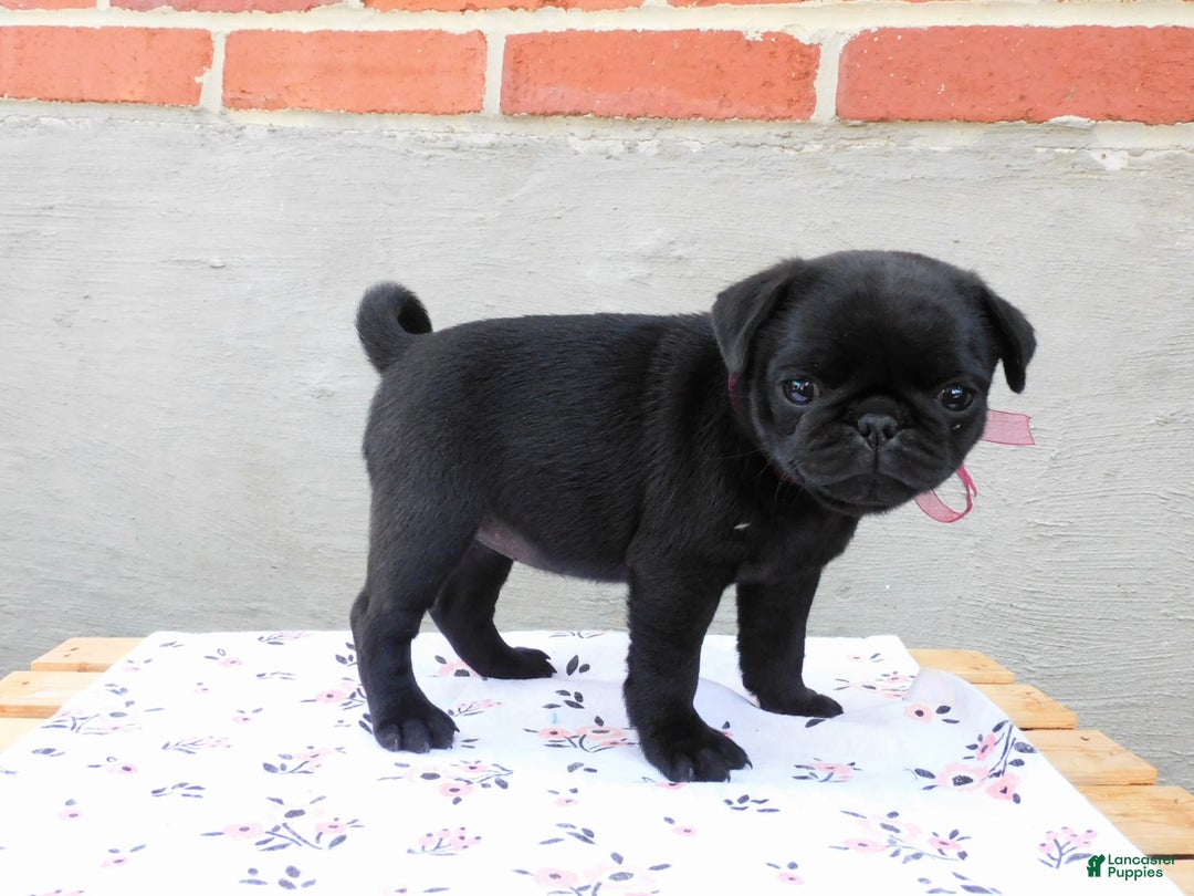 Pug dogs for sale: Pacifica - Image 8
