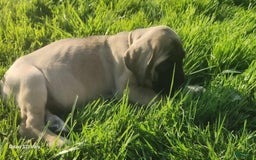 English Mastiff dogs for sale: Peanut - Image 10