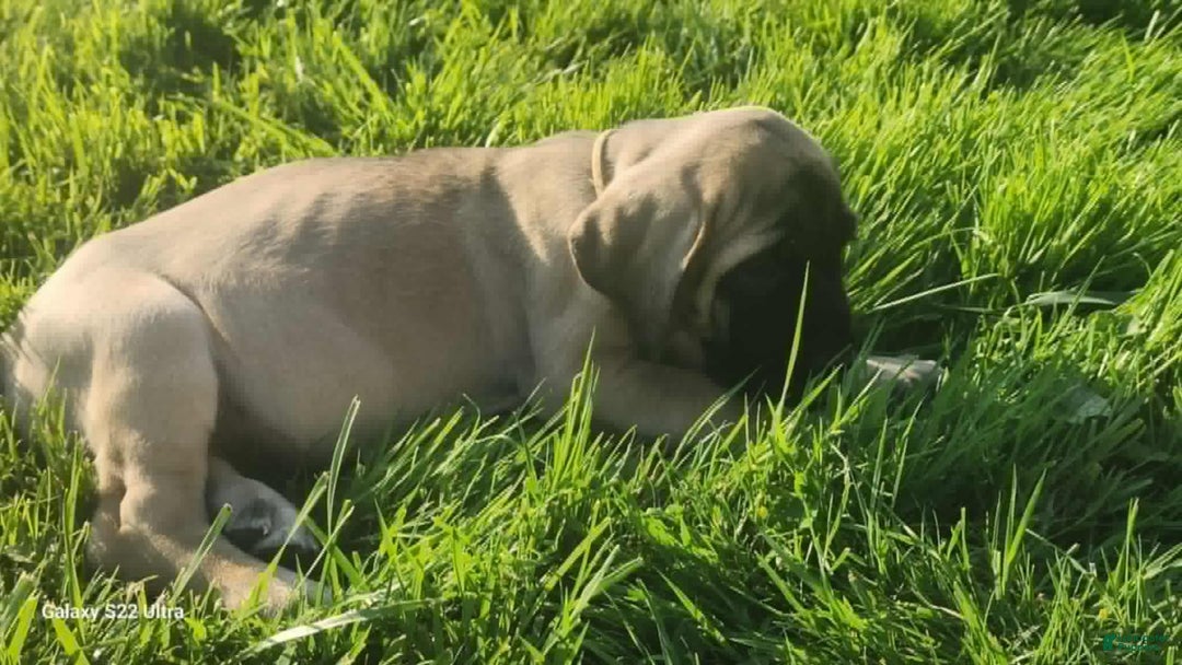 English Mastiff dogs for sale: Peanut - Image 10