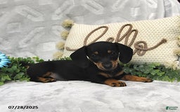 Miniature Dachshund dogs for sale: Kora - Image 4