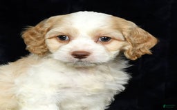 Cavapoo dogs for sale: Tinker - Image 7