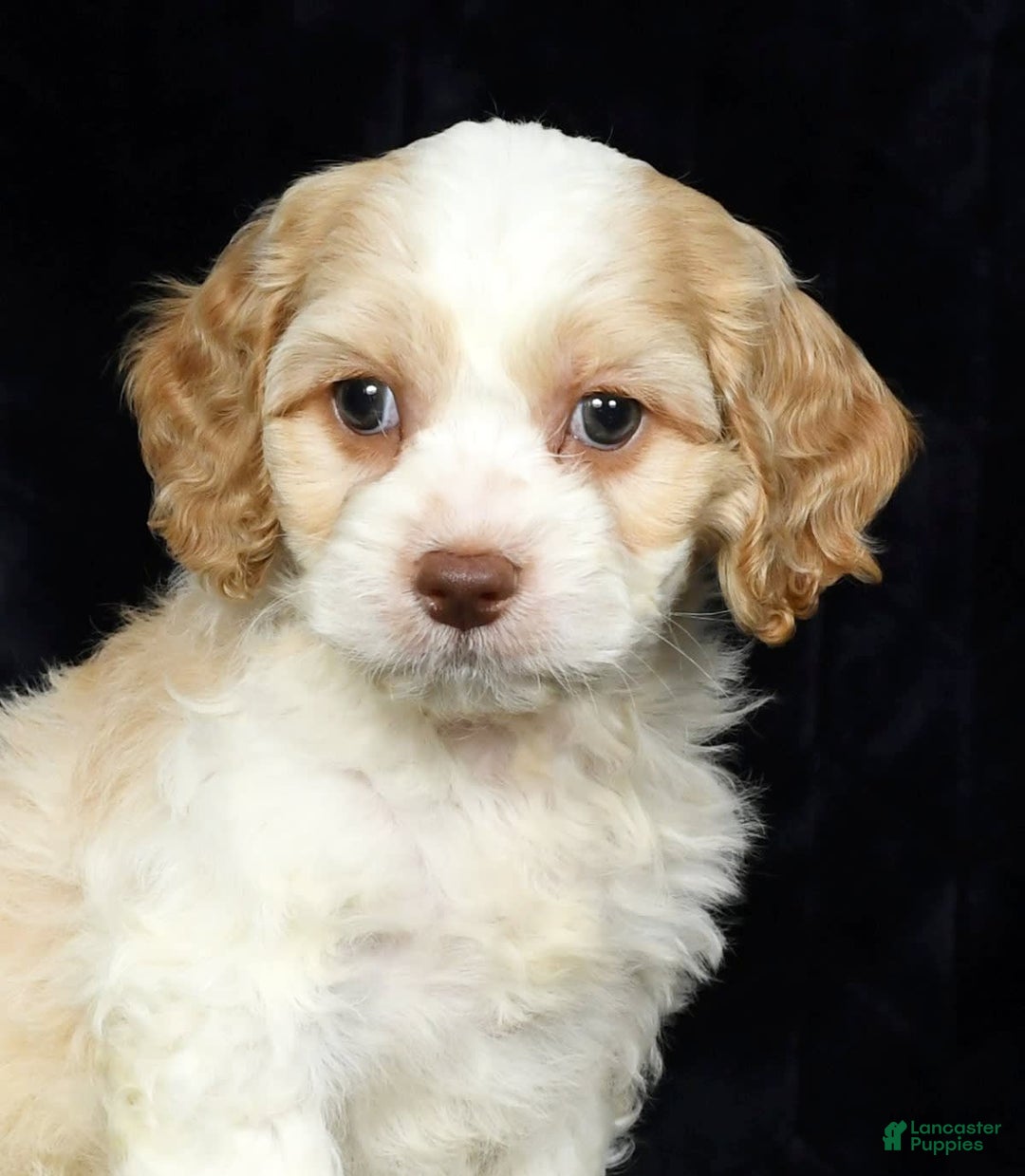 Cavapoo dogs for sale: Tinker - Image 7