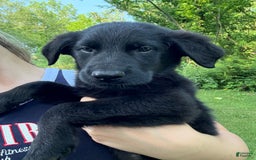 German Shepherd dogs for sale: Jax - Image 3
