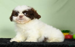 Shih Tzu dogs for sale: Mickey - Image 7