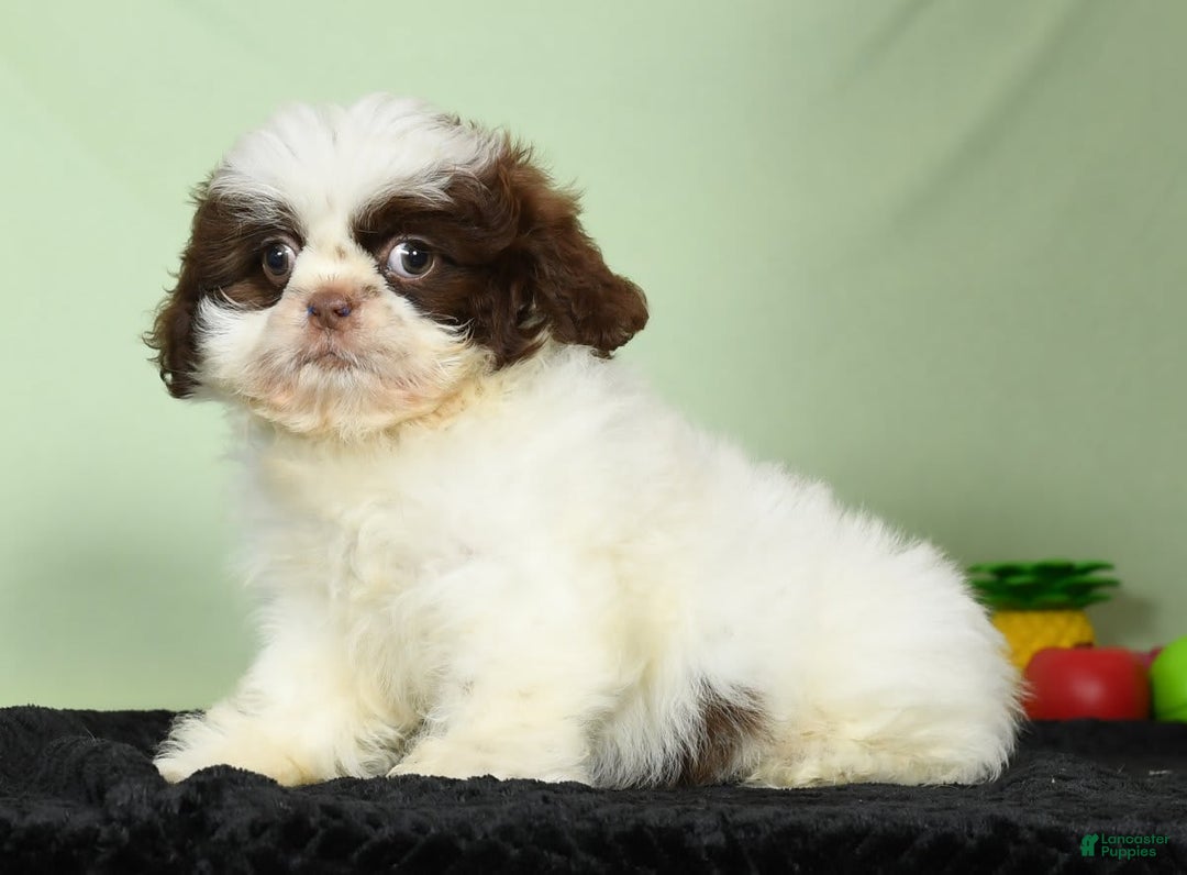 Shih Tzu dogs for sale: Mickey - Image 7