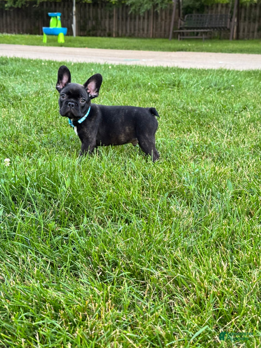 French Bulldog dogs for sale: Baxter - Image 6