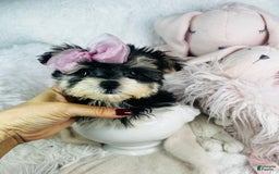 Morkie dogs for sale: Darlene - Image 1