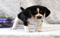 Beagle dogs for sale: Wiggles - Image 2