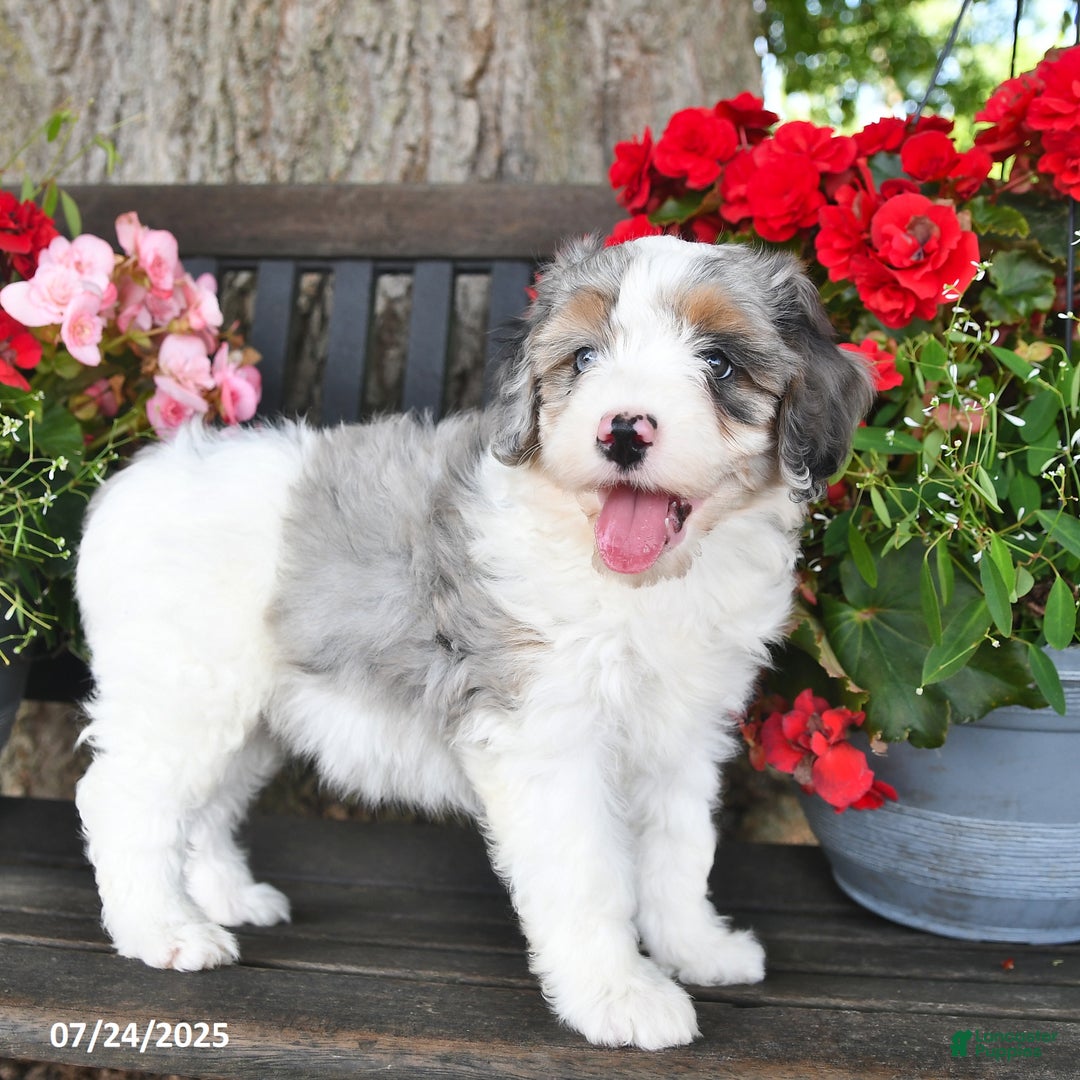 Mini Aussiedoodle dogs for sale: Adison - Image 1