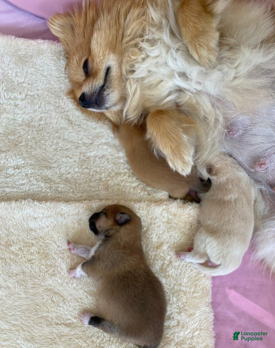 Pomeranian dogs for sale: Molly - Image 7