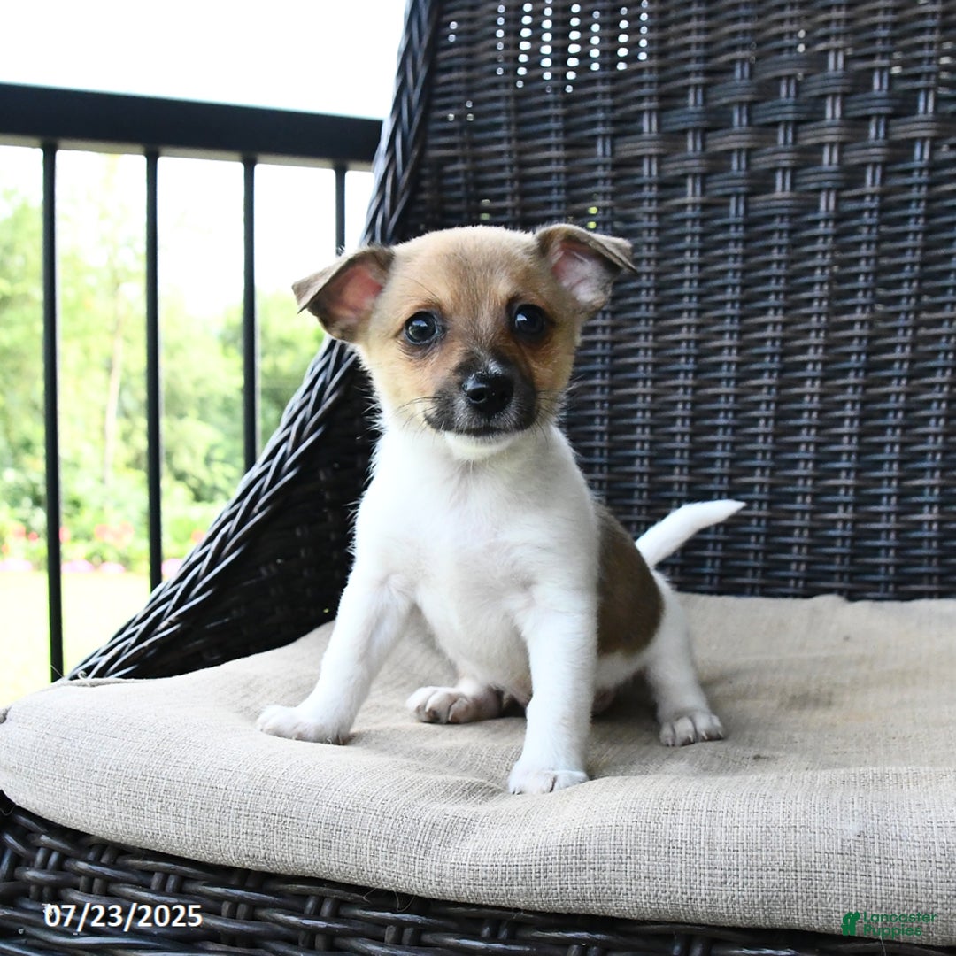 Pomeranian dogs for sale: Nugget - Image 2