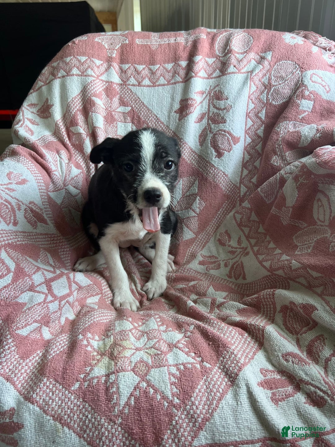 Boston Terrier dogs for sale: Marie - Image 1