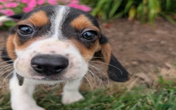 Beagle dogs for sale: Pistacio - Image 7