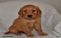 Golden Retriever dogs for sale: Bentley - Image 1