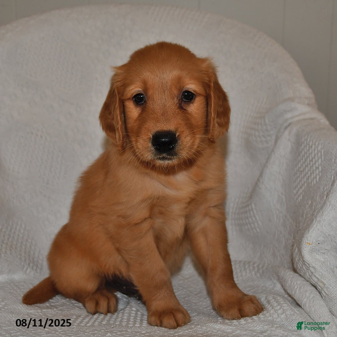 Golden Retriever dogs for sale: Bentley - Image 1