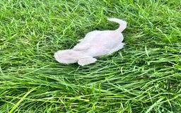 Miniature Schnauzer dogs for sale: Cloe - Image 4