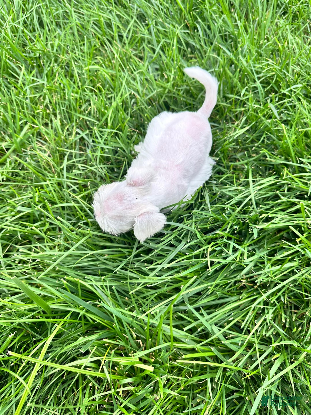Miniature Schnauzer dogs for sale: Cloe - Image 4
