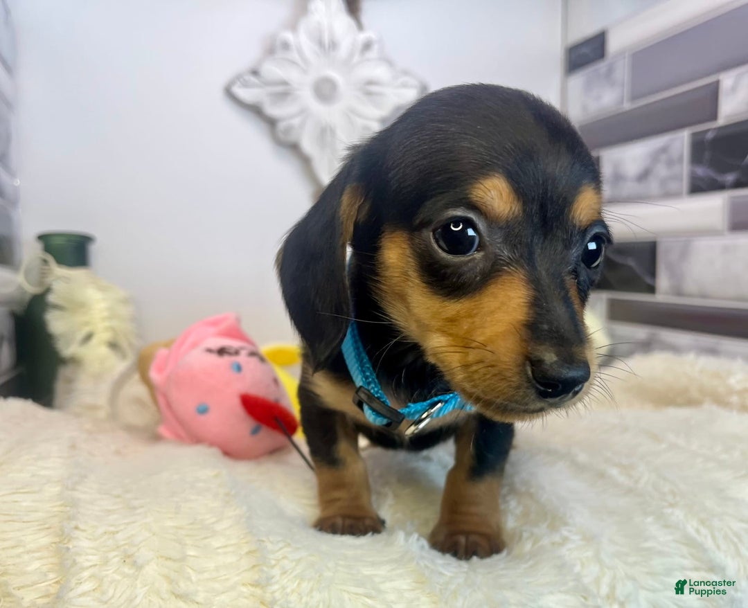 Miniature Dachshund dogs for sale: Jimmy - Image 6