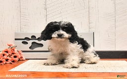 Cockapoo dogs for sale: Dolly - Image 1