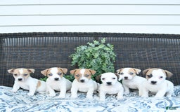 Jack Russell Terrier dogs for sale: Tia - Image 8
