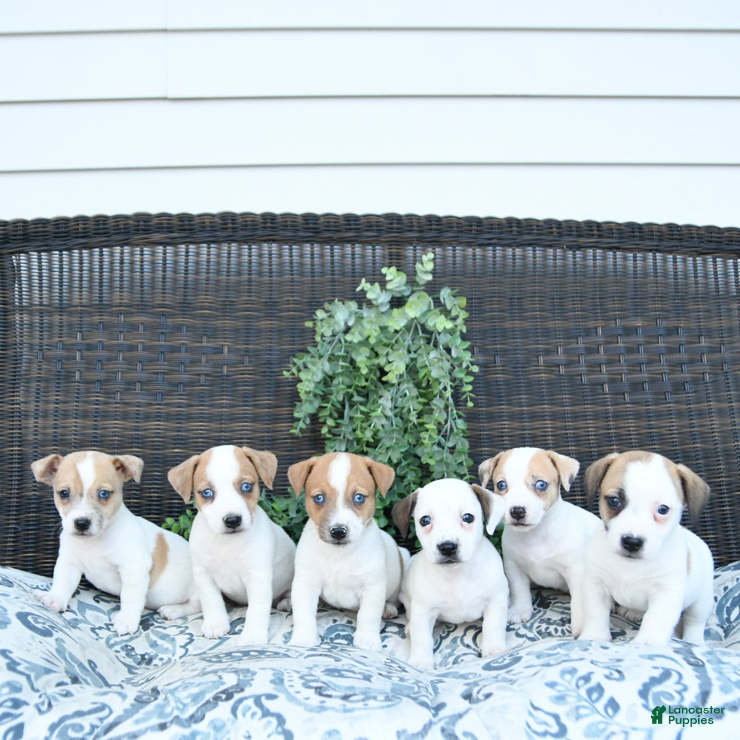 Jack Russell Terrier dogs for sale: Tia - Image 8