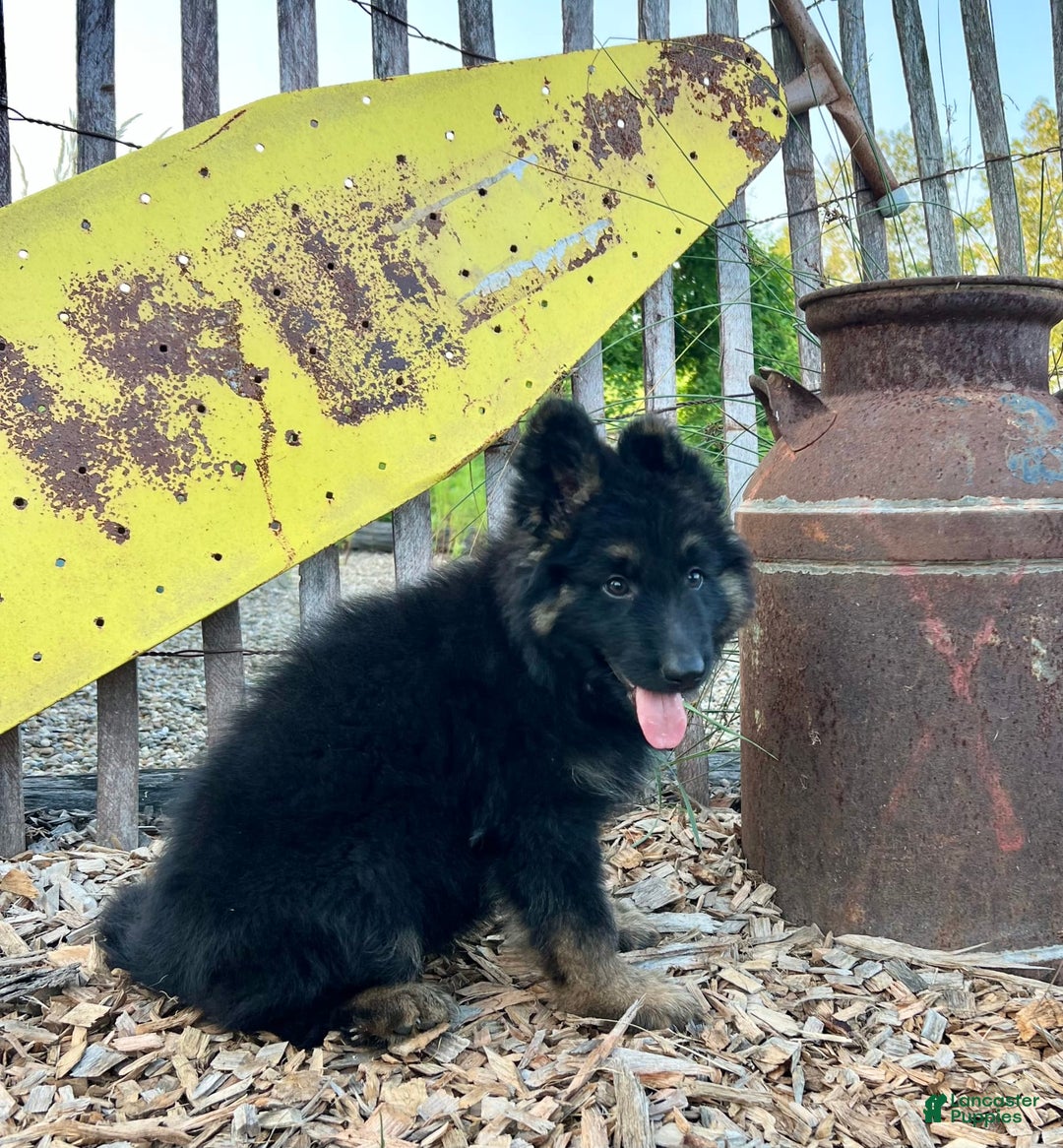 German Shepherd dogs for sale: Bear - Image 3