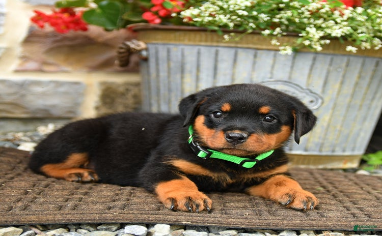 Rottweiler dogs for sale - Ad 2