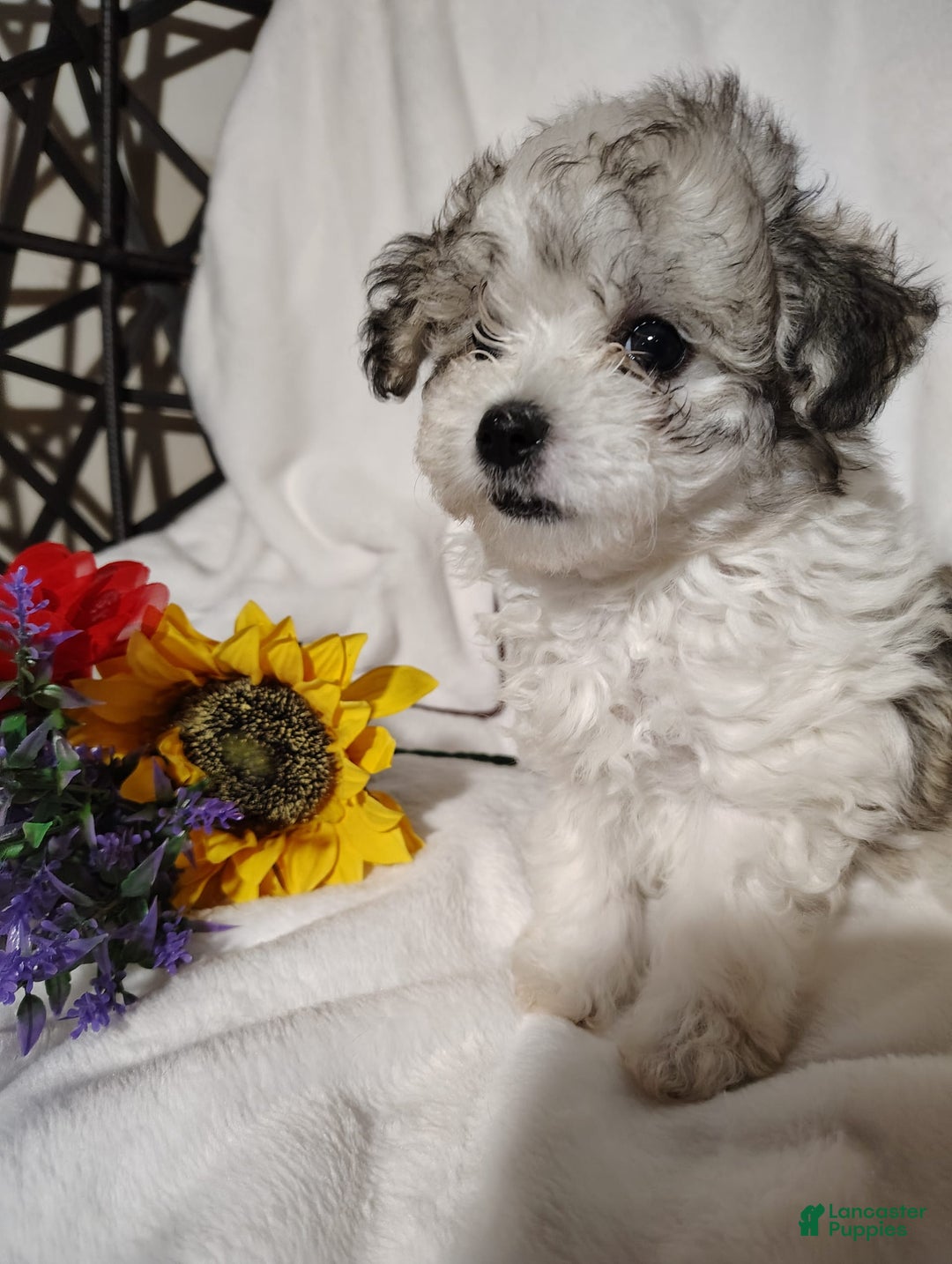 Maltipoo dogs for sale: Sweet Pea - Image 13