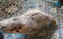 Pomeranian dogs for sale: Buzz - Image 3