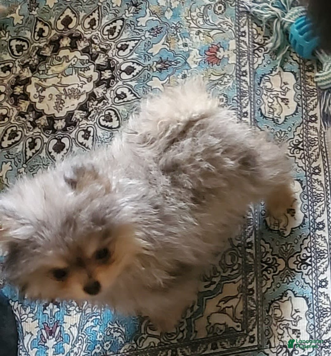 Pomeranian dogs for sale: Buzz - Image 3