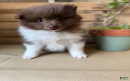 Pomeranian dogs for sale: Allison - Image 6