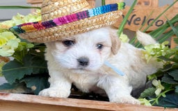 Teddy Bear dogs for sale: Arthur - Image 4