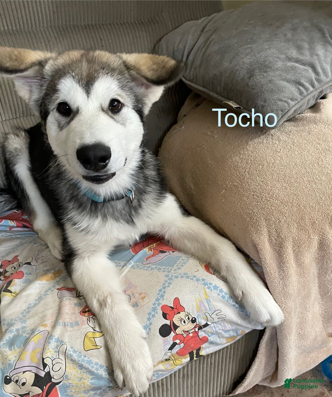 Alaskan Malamute dogs for sale: Tocho - Image 1