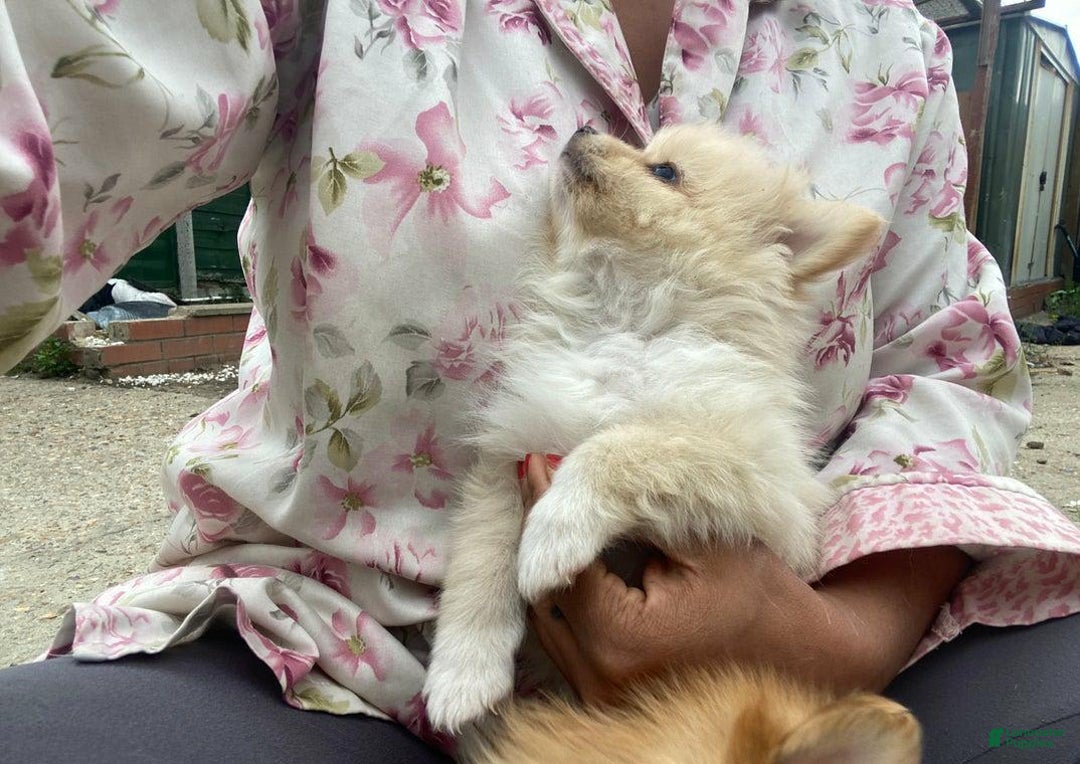 Pomeranian dogs for sale: Sally - Image 7