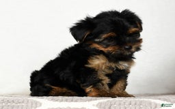 Yorkshire Terrier dogs for sale: Daisy - Image 7
