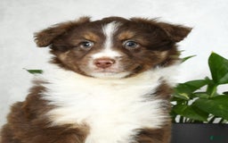 Australian Shepherd dogs for sale: Buster - Image 4