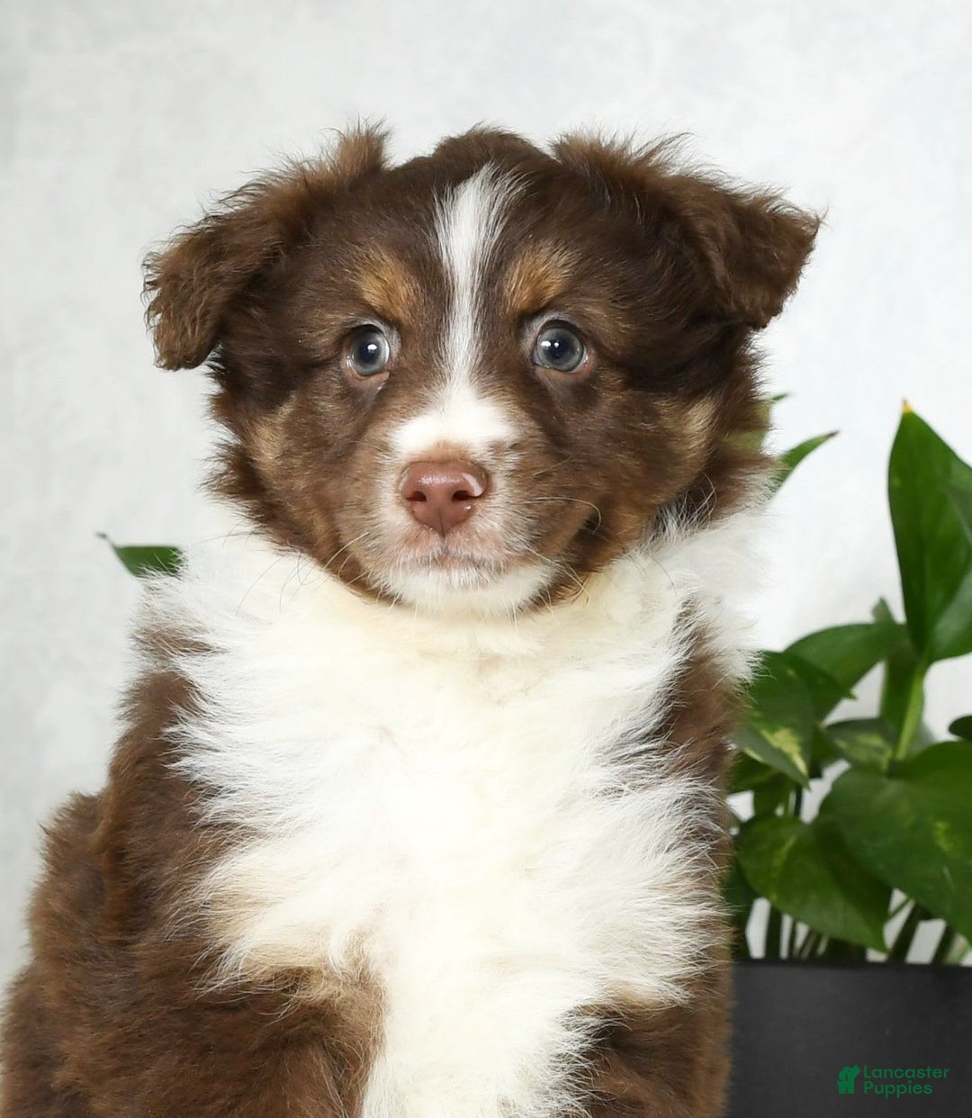 Australian Shepherd dogs for sale: Buster - Image 4