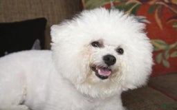 Bichon Frise dogs for sale: Bagle - Listing for pets: Bacon, Bagle, Basil, Banana, Brisket, Berry, Biscuit, Boba - Image 4