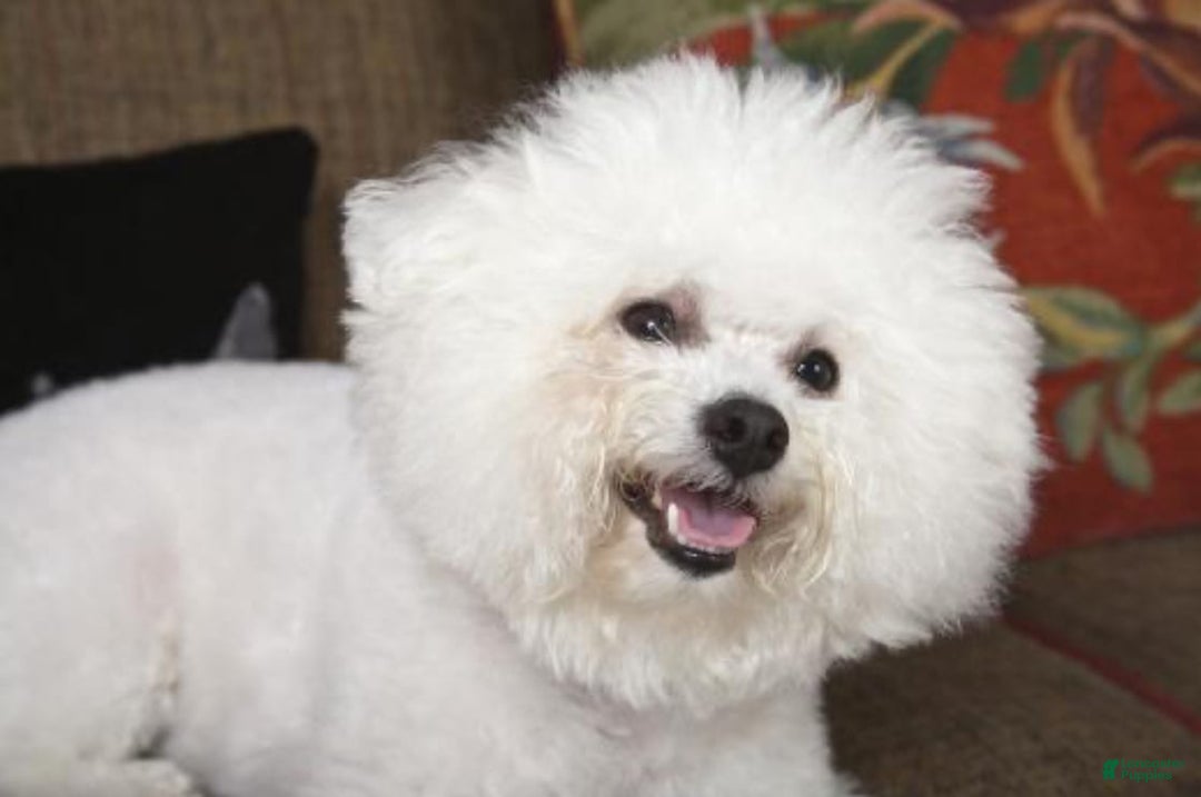 Bichon Frise dogs for sale: Bagle - Listing for pets: Bacon, Bagle, Basil, Banana, Brisket, Berry, Biscuit, Boba - Image 4