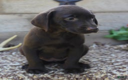 Labrador Retriever dogs for sale: Annabelle - Image 6