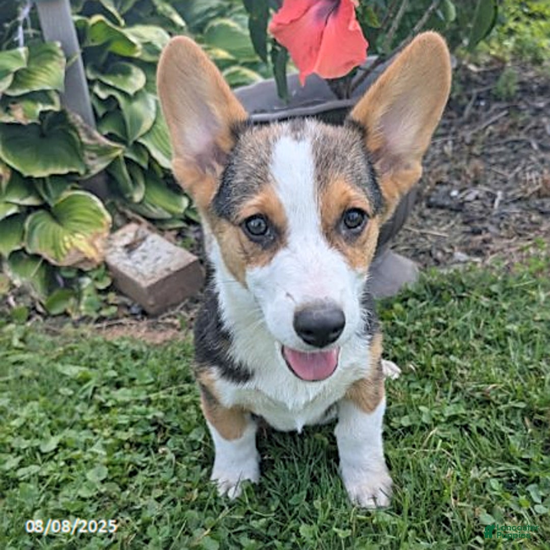 Welsh Corgi Pembroke dogs for sale: Charlie - Image 3