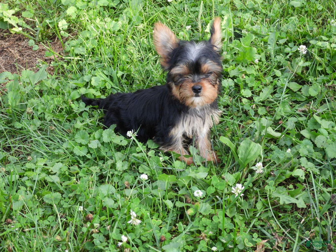 Yorkshire Terrier dogs for sale: Tt - Image 17