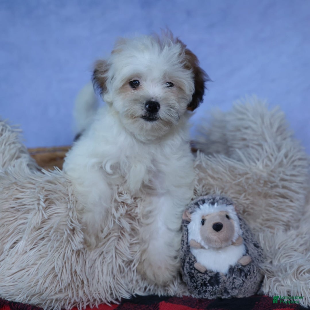 Shihpoo dogs for sale: Sophie - Image 17