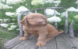 Golden Retriever dogs for sale: Finn - Image 3