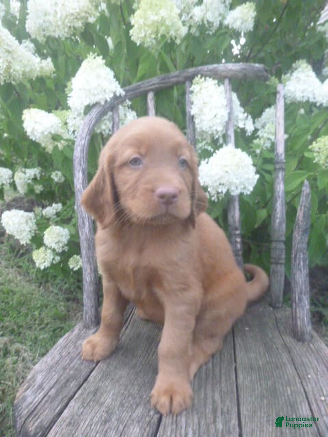 Golden Retriever dogs for sale: Finn - Image 3