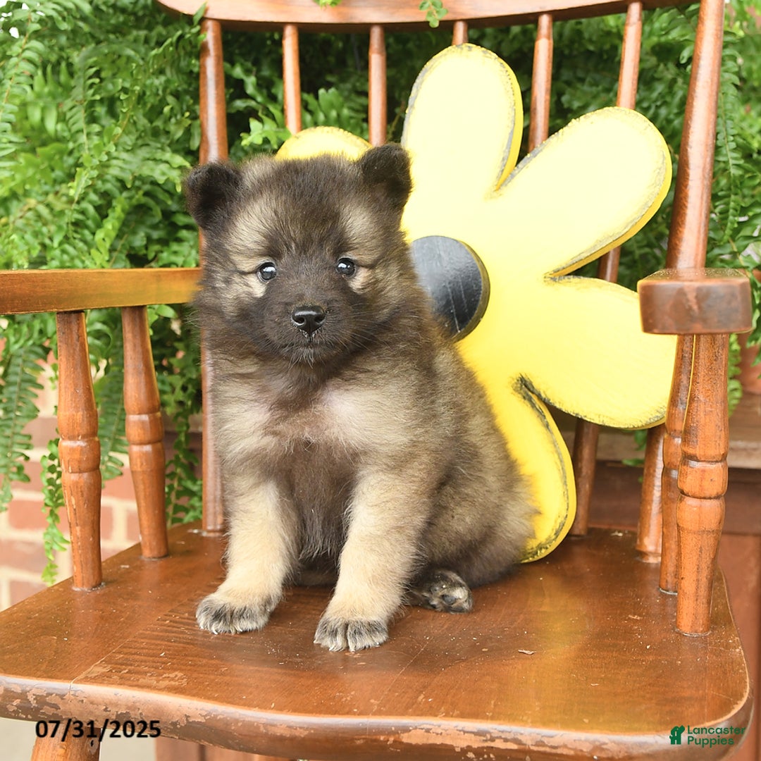 Keeshond dogs for sale: Teacup - Image 2