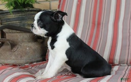 Frenchton dogs for sale: Pontiac - Image 6