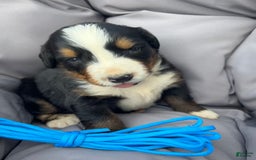 Bernese Mountain Dog dogs for sale: Blue - Image 1